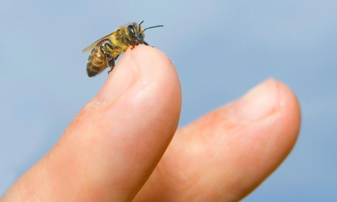 Las picaduras de abejas y avispas, provocadoras de alergias patológicas