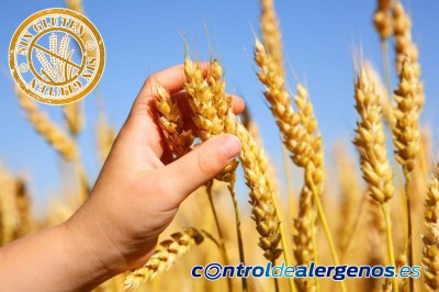 Diferencias entre Enfermedad celíaca, sensibilidad al gluten no celíaca y alergia al trigo