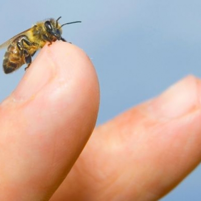 Las picaduras de abejas y avispas, provocadoras de alergias patológicas